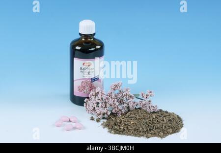 Valerian (Valeriana officinalis), Medizin, Blüten und getrocknete Wurzeln, Valerian, Fläschchen mit Tropfen, Blüten und getrockneten Wurzeln, Valerian-Tee Stockfoto