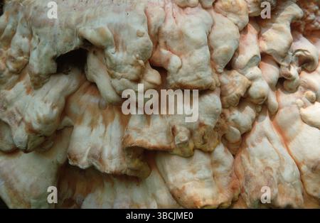 Schwefelpolypore (Laetiporus sulphureus) am Weidenstamm Stockfoto