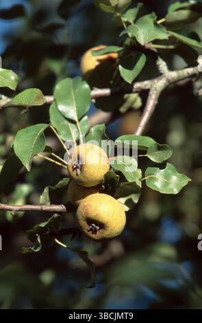 Wilde Äpfel auf dem Baum (Malus sylvestris) Stockfoto
