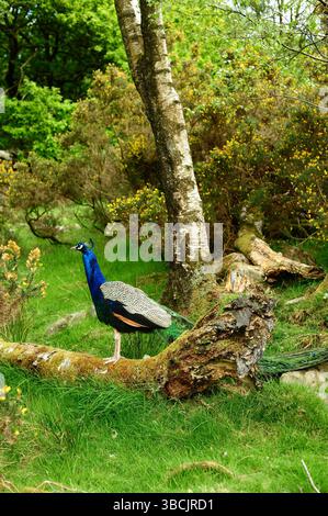 Nahaufnahme eines Peacock stand aufrecht in der britischen Forest of Bowland National Landscape Stockfoto