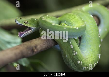 Tier, Angriff, Hintergrund, Boa, Ast, Tarnung, Nahaufnahme, Nahaufnahme, Erkältung, kaltblütig, Farbe, Verengung, Gefahr, gefährlich, Smaragd, exotisch, Auge Stockfoto