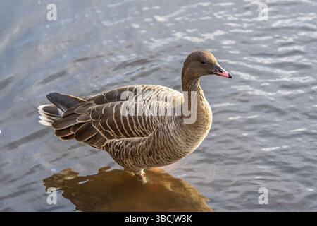 Pinkfarbene Gans, UK Stockfoto