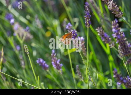 Wiese Brwon-Schmetterlinge, die Lavendel fressen, Großbritannien Stockfoto