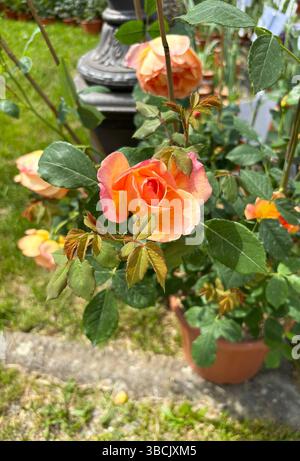 Rosenblume. Schöne orangene Rosen blühen im Sommergarten. Rosen blühen. Perfekt für Blumen- und botanische Themen. Gartenkonzept. Stockfoto