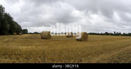 Panorama der gelb-goldenen Stroh- und Heuballen frisch geschnitten auf einem großen Bauernhof Feld zur Abholung bereit Stockfoto