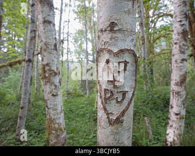 Nahaufnahme von Initialen, die in einer Hitze an einem weißen Baum im Quinault Regenwald im Westen Washingtons gehauen wurden. Stockfoto