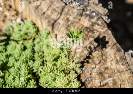 Kleine grüne Pflanze, die auf einem Baumstamm wächst, zwischen saftigen grünen Blättern aus Steinholz bei sonnigem Wetter Stockfoto