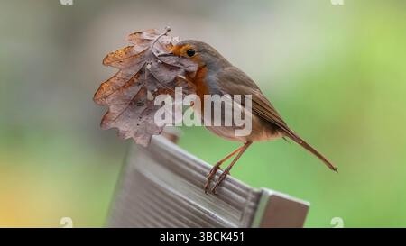 Europäischer Rotkehlchen sitzt auf einem Stuhl im Garten mit Blatt im Schnabel zum Nisten Stockfoto
