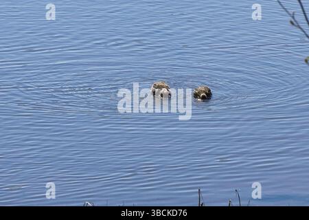 Zwei Enten mit dem Kopf im blauen Wasser bei Potter Marsh in Anchorage, Alaska an einem sonnigen Frühlingstag. Stockfoto