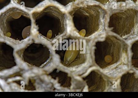 Europäische Papierwasp-Larve (Polistes gallica) Stockfoto