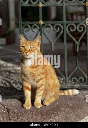 Hauskatze, Ingwer, Hauskatze, rot, Säugetiere, Tiere, Haustiere, Haustiere, Haustier, Kurzhaar, kurzhaarig, draußen, im Freien, sitzend, sitzend, Erwachsenenalter Stockfoto