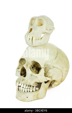 Schädel von Mensch und Affe übereinander, isoliert auf weißem Hintergrund Stockfoto