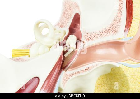 Künstliche menschliche Ohr-Modell innen isoliert auf weißem Hintergrund Stockfoto