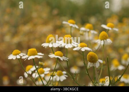 Eine Kamillenpflanze mit schönen kleinen Blüten in der Nähe am Feldrand im Frühling Stockfoto