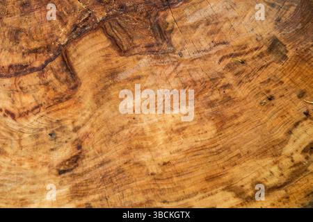 Nahaufnahme des Baumstamms Stockfoto