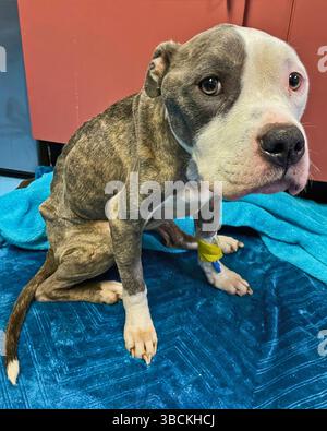 San Francisco, Kalifornien, USA – 10. April 2025: Ein junger Welpe sitzt auf einem Handtuch in einem Zwinger während der Einnahme in einem öffentlichen Tierheim. Stockfoto