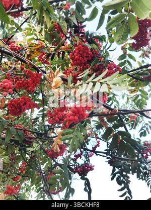 Rote reife Bündel Bergasche auf den Zweigen. Herbst. Stockfoto