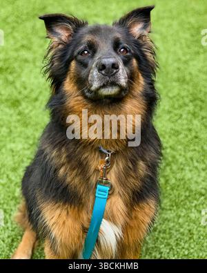 San Francisco, Kalifornien, USA – 3. April 2025: Ein langhaariger, schwarz-brauner Hund steht in einem öffentlichen Tierheim auf grünem Rasen. Stockfoto