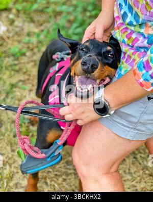 San Francisco, Kalifornien, USA – 5. April 2025: Ein Doberman in einem pinkfarbenen Hartzeug lächelt neben einem Hundeführer während eines Spaziergangs in einem öffentlichen Tierheim Stockfoto
