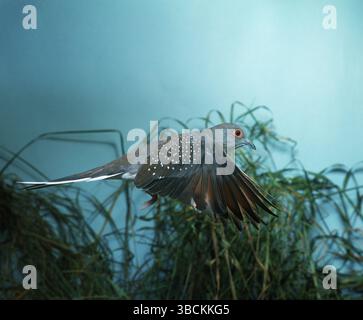 Diamanttaube (Geopelia cuneata), seitliche Ansicht Stockfoto