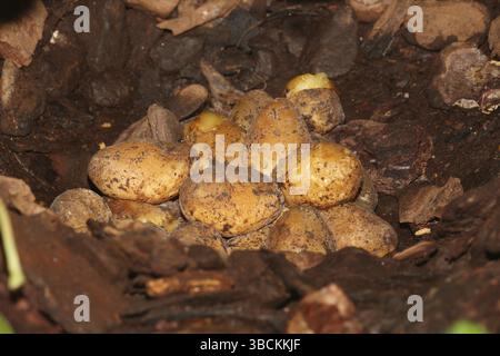 Diamantpython, Nest mit Eiern (Morelia spilota spilota) (Morelia argus) (Python spilotes variegatus) Stockfoto