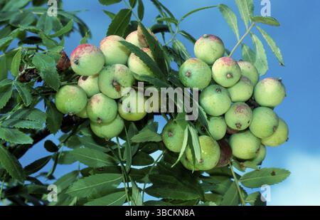 Dienstbäume am Baum, Dienstbäume (Sorbus domestica), Früchte am Baum, Rosaceae, Nutzpflanzen, Pflanzen Stockfoto