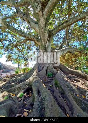 Ein alter Baum mit weitläufigen Wurzeln und strukturierter Rinde, der an einem sonnigen Tag Schatten in einem üppigen Park in Cascais Portugal spendet Stockfoto