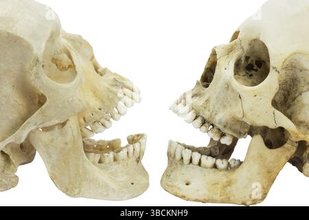 Zwei menschliche Schädel, die einander gegenüberstehen, mit offenen Mündern, isoliert auf weißem Hintergrund Stockfoto