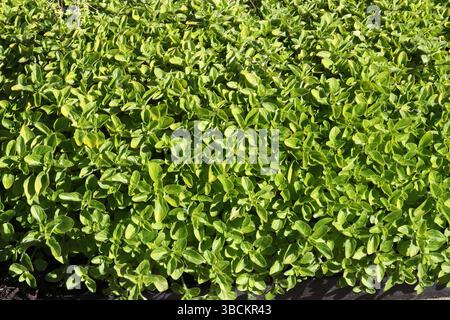 Golden Oregano, Origanum vulgare 'Aureum', Lamiaceae. UK. Oregano (Origanum vulgare) ist eine blühende Pflanze aus der Minzfamilie Lamiaceae. Stockfoto
