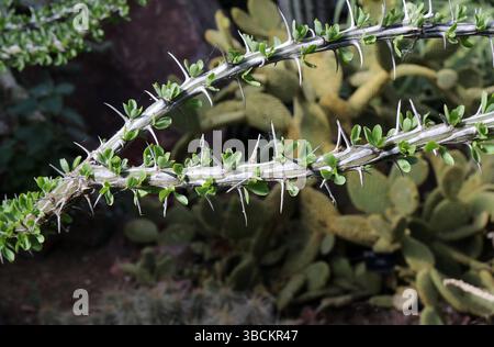 Ocotillo, Buggywhip, Coachpeitsche, Candlewood, Slimwood, Desert Coral, Jacob's Staff, Jacob Cactus oder Rebe Cactus, Fouquieria Splendens, Fouquieriaceae. Stockfoto