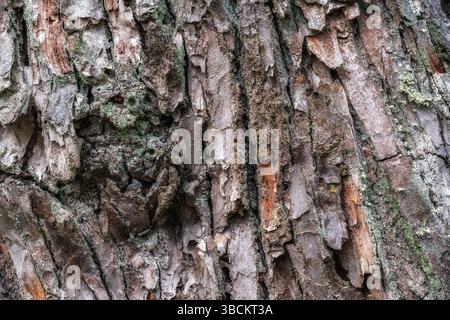 Fragment eines alten Kiefernstammes mit Moosrinde, die als abstrakter Hintergrund und Textur verwendet werden soll. Stockfoto