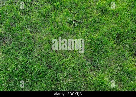Fragment eines Rasens mit jungem grünem Gras, als abstrakter Hintergrund und Textur. Stockfoto