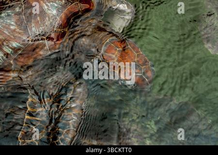 Eine grüne Meeresschildkröte schwimmt direkt unter der Wasseroberfläche in einem Schildkrötenschutzgebiet in Sansibar Stockfoto