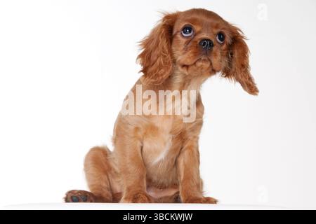 Cavalier King Charles Spaniel, rubinrot, Welpe Stockfoto