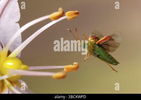 Wacholder Shield Bug, Cyphostethus tristriatus) Stockfoto