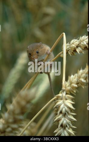 Erntemaus der alten Welt, Zwergmaus (Micromys minutus) Stockfoto