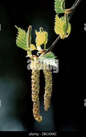 Silberbirke (Betula pendula), catkin, Nordrhein-Westfalen, Deutschland, Europa Stockfoto