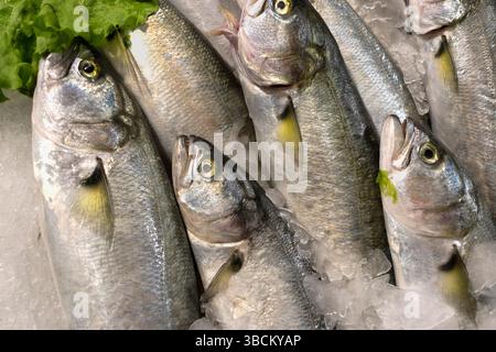 Frischer Fisch (Blaufisch) auf dem Markt Stockfoto