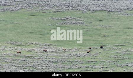 Eine Bisonherde (Bison Bison), die im Lamar River Valley im Yellowstone National Park weidet. Stockfoto