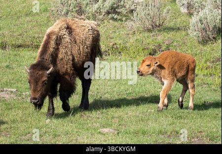 Ein junger Bison und ein neues Kalb spazieren gemeinsam im Lamar Valley im Yellowstone National Park. Stockfoto