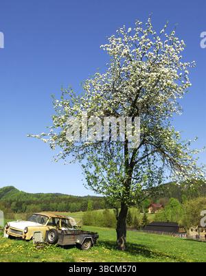 Kirschbaum und Trabbi im Dorf Hohenleipa (Vysoka Lipa), Tschechische Republik. Tschechische Republik, Böhmische Schweiz, Elbsandsteingebirge Stockfoto