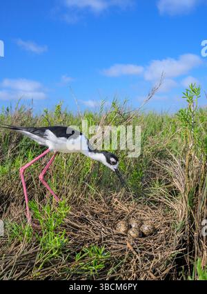 Schwarzhalsstelze (Himantopus mexicanus) in der Nähe ihres Nestes in den Feuchtgebieten der Küste in Galveston, Texas, USA Stockfoto