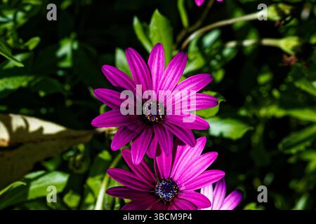 Dimorphotheca ecklonis, auch bekannt als Cape Marguerite, African Gänseblümchen, Van Staden's River Gänseblümchen, Sundays River Gänseblümchen und White Gänseblümchenbusch. Stockfoto