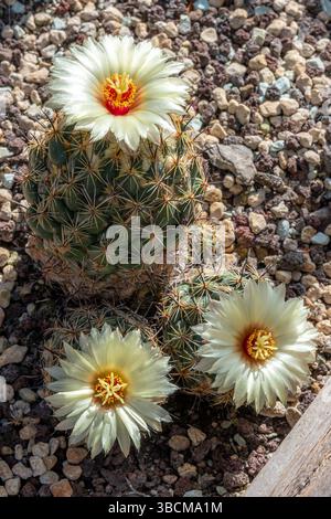 Coryphantha pallida calipensis im Berggarten ein historischer botanischer Garten rund um das Schloss Herrenhauser in Hanove Stockfoto