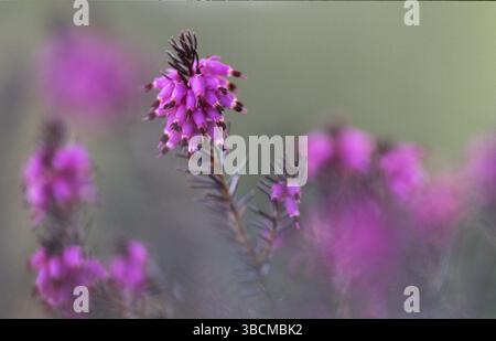 Heather, Glanerland, Schweiz (Erica herbacea) Stockfoto