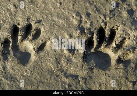 Waschbär (Procyon lotor) Fußspuren, Quebec, Kanada, Nordamerika Stockfoto