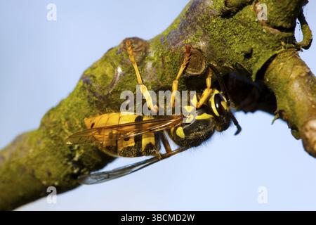 Deutsche Wasp (Vespula germanica), Königin, Belgien (Paravespula germanica) Stockfoto