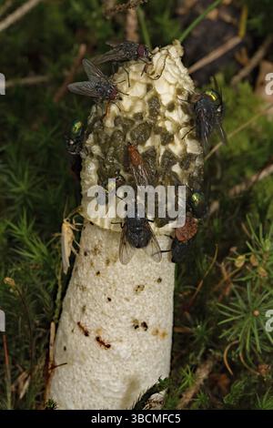 Stinkhorn (Phallus impudicus), Sippenauer Moor Stockfoto