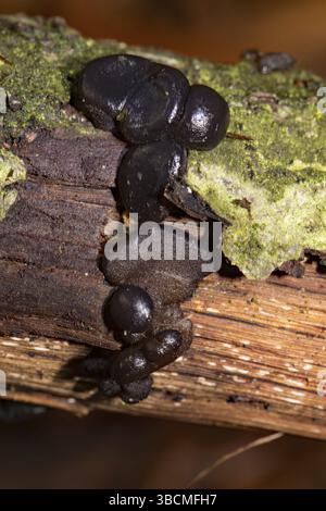 Schwarze Hexenbutter (Exidia glandulosa) Stockfoto