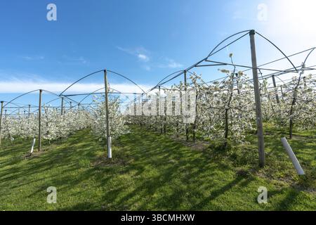 Horizontale Ansicht der Zeilen der blühenden niedrig-stem Apple Bäume in einem Obstgarten mit hellen, weißen Blüten unter einem klaren blauen Himmel Stockfoto
